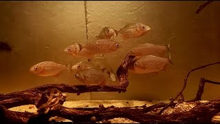 Piranhalar büyüyor Pygocentrus nattereri fishtank [upl. by Nywg]