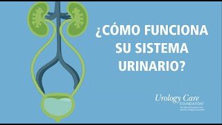 ¿Cómo Funciona Su Sistema Urinario  Urology Care Foundation [upl. by Quartet]