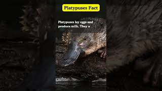 quotInteresting Platypus Factsquot shortsfeed truefactstoday youtubeshorts shortsvideo Ranishfacts [upl. by Hild]