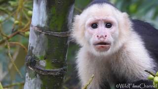 Mono Capuchino o Cariblanco Cebus capuchinus  WhiteFaced capuchin monkey [upl. by Akirret]