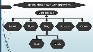 Introduction to Microbiology in Hindi  Microbiology with Sumi [upl. by Seale982]