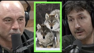 A Pack of Wolves Came After Glenn Villeneuve  Joe Rogan [upl. by Rebmyk]