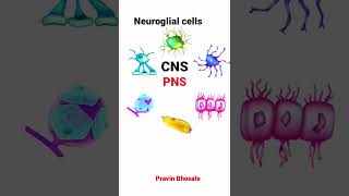 Neuroglial cells [upl. by Assiram590]