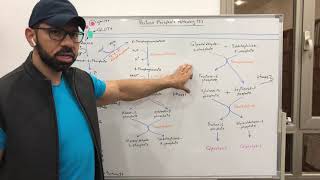 Pentose Phosphate Pathway 2 [upl. by Notgnirrac]