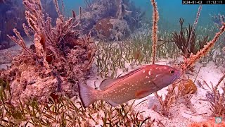 Friends of John Pennekamp Coral Cam [upl. by Enohpets]