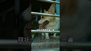 狗：这个家没有我，真得散了！ pets 寵物 寵物生活 [upl. by Oulman]