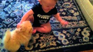 Teacup Pomeranian Puppy and Baby Playing Super Cute [upl. by Lucie]