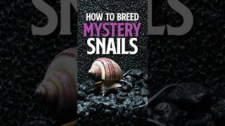 How to Breed Purple Mystery Snails  Purple Mystery Snails [upl. by Ecneralc511]