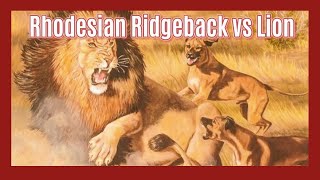 Ridgebacks vs Lions The True Story of LionHunting Dogs [upl. by Hasila882]