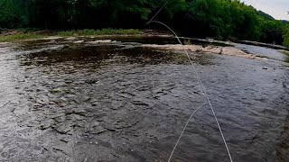 A Morning on the River with my Fly Rod [upl. by Eulalee]