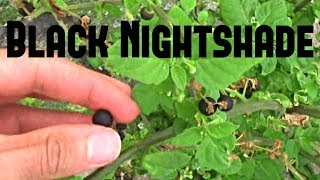 Black Nightshade Review  Weird Fruit Explorer Ep 244 [upl. by Naujej811]