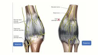 Knee joint anatomy MRCS question solve CRACK MRCS [upl. by Frederico]