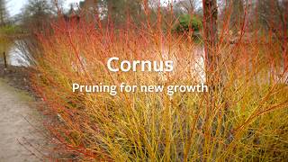 How to prune a Cornus to promote new growth  Grow at Home  Royal Horticultural Society [upl. by Stead804]