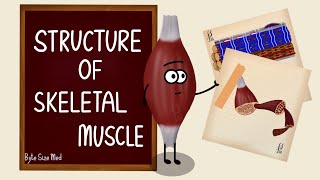 Structure of Skeletal Muscle  Skeletal Muscle Bands  Muscle Tissue  Nerve Muscle Physiology [upl. by Atirys858]