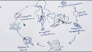 Fasciola Hepatica lifecycle  English   Liver Fluke  Lifecycle [upl. by Lalise757]