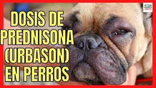 🔔 DOSIS DE PREDNISONA URBASON EN PERROS 🔔 CON DERMATITIS Y PICADURAS DE INSECTOS [upl. by Kopple]