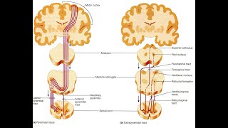 DIFFERENCE ENTRE LA VOIE PYRAMIDALE ET EXTRAPYRAMIDALE [upl. by Anilra]
