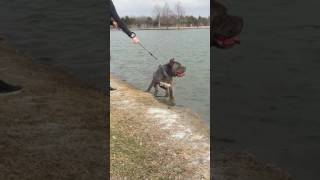 American Bandogge Mastiff neopit MJ lake fun [upl. by Naret416]