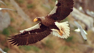 Worlds Largest Eagle Attacks Kittiwake Birds  Blue Planet  BBC Earth [upl. by Schulein]