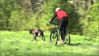 Patinette cross canin Kickbike [upl. by Rikahs]