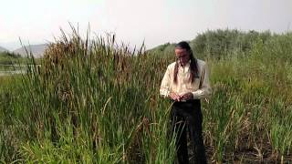 Richard Lonewolf on Cattails Chufa amp Bulrush [upl. by Phare675]