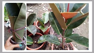 HOW TO PROPAGATE RUBBER PLANT FROM CUTTING PAANO MAGTANIM NG RUBBER PLANT [upl. by Alleunam61]