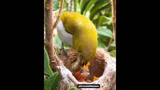 Cute Sparrow Feeds Chicki shorts amazing [upl. by Asi]