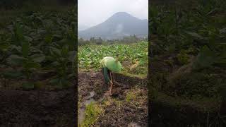 Hoeing the ground to plant paddy nov13 farming agriculture [upl. by Nileak376]