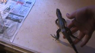 Kind Argentine Tegu VS VERY AGGRESSIVE Colombian Tegu [upl. by Ellie]