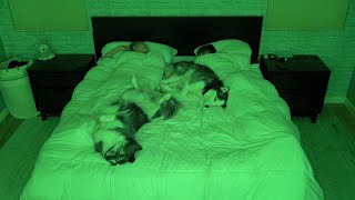 What Sleeping With Two Snuggly Huskies Is Like [upl. by Acira]