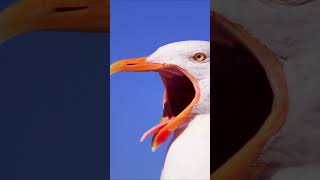 Seagull  Sound Effect [upl. by Razaele]