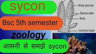 syconsycon bsc 5th semester zoologysycon syconstructure bsc 1year sycon spongeurn [upl. by Apollo422]