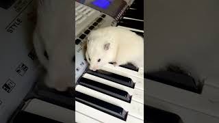 🎹🎵🐹The Hamster Plays The Piano  For Elise🎶 [upl. by Netnilc]