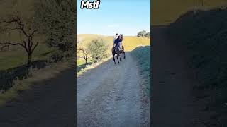 اللهم بارك الله يصلح❤️😍 ترند اكسبلور خيل horse التبوريدة instagram tiktok youtubeshorts [upl. by Jardena878]