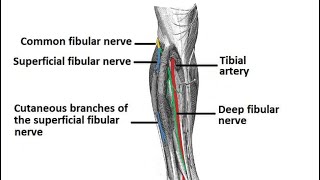 common fibular nerve دخالد البكوش [upl. by Kcirdahs]