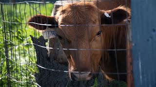 Cows [upl. by Penman]