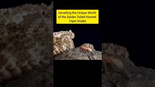 Unveiling the Unique World of the SpiderTailed Horned Viper Snakeytshorts snake nature [upl. by Eecyac804]