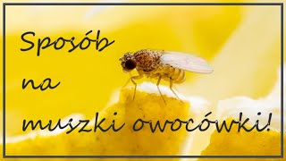 Jak się pozbyć muszek owocówek handymanpawel [upl. by Kiran]