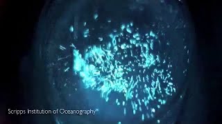 Demonstration of Dinoflagellate Bioluminescence [upl. by Annauj]