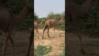 camel travelcamel africansafari animals safariafrica wildlife camelcamelcamel nature camel [upl. by Atis]