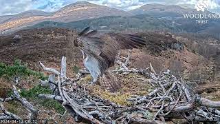 Resident male Loch Arkaig Osprey Louis and Garry LV0 chase each other on Nest One 12 Apr 2024 [upl. by Akital]