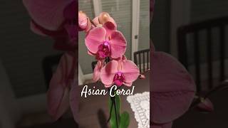 Phalaenopsis Asian Coral gigante nature orchid [upl. by Cosette7]