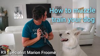 How to muzzle train your dog [upl. by Leseil]