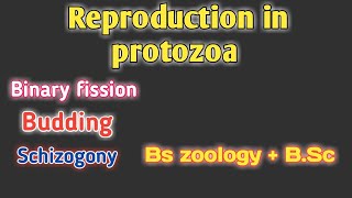 reproduction in protozoa  reproduction in protozoa class bs zoology protozoa reproduction Bsc [upl. by Niveg397]