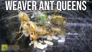 Why My New Weaver Ant Queens Joined Forces [upl. by Ineslta930]