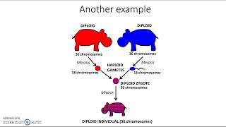 Introduction to meiosis [upl. by Tiphane]