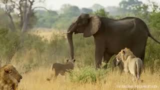 Extreme fights Lion vs Elephant who saved her baby Wild Animals Attack [upl. by Nac]