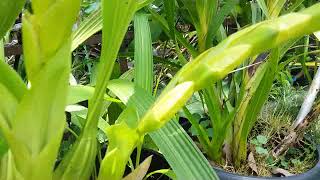 2 spikes on 1 bulb  Coelogyne asperata  how to grow coelogyne asperata [upl. by Lizabeth19]