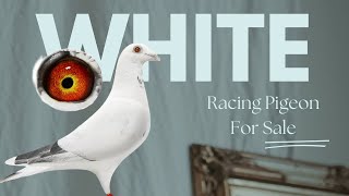 Top Quality White Racing Pigeon For Sale In Herbots Pigeons Auction [upl. by Palua]