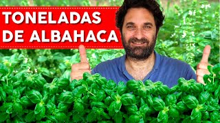 ALBAHACA 7 CONSEJOS QUE NECESITAS SABER [upl. by Anha]